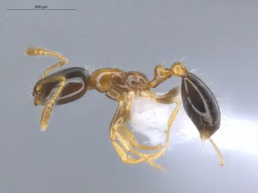 Monomorium floricola - ECOFOG-BUG-0295-03