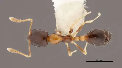 Monomorium floricola - FMNHINS0000062865