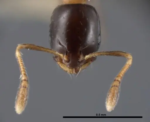 Monomorium floricola - FMNHINS0000062865
