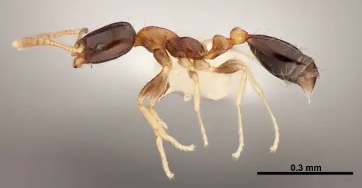 Monomorium floricola - FMNHINS0000062865