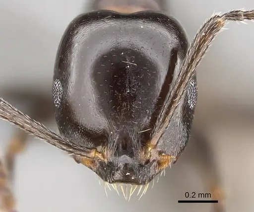 Monomorium fridae specimen