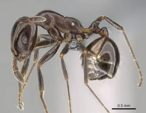 Monomorium fridae specimen