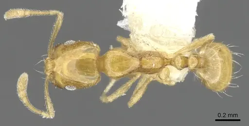 Monomorium fugelanum specimen