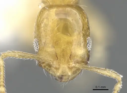 Monomorium fugelanum specimen