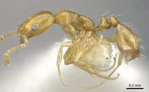 Monomorium fugelanum specimen