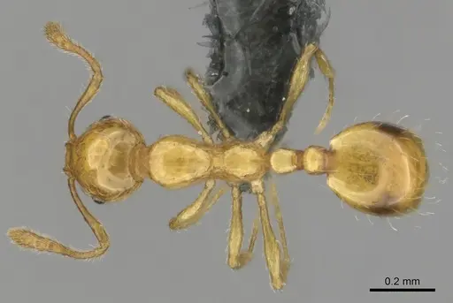 Monomorium gabrielense specimen
