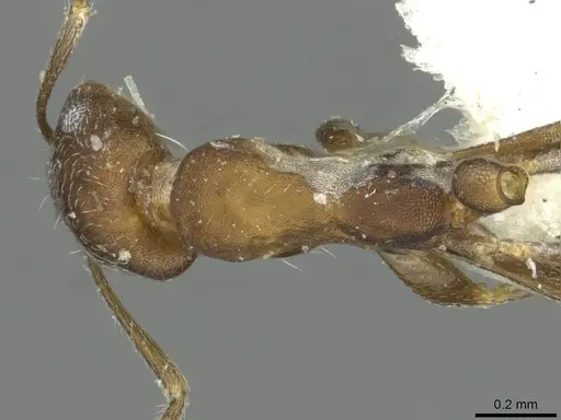 Monomorium gallagheri specimen