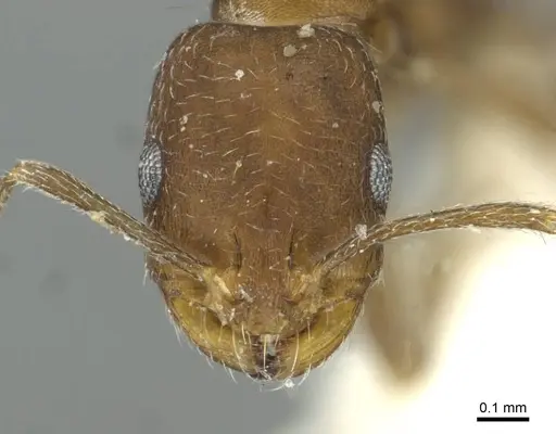 Monomorium gallagheri specimen