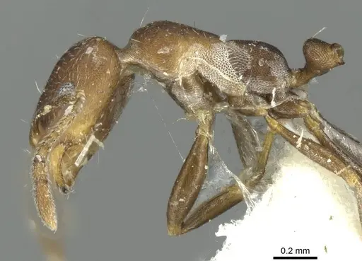 Monomorium gallagheri specimen