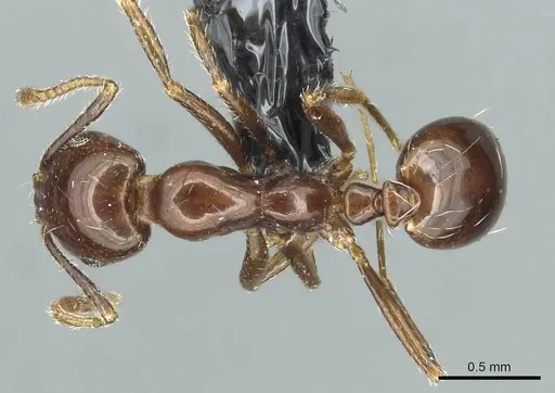 Monomorium grassei specimen