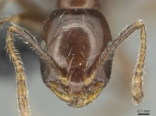 Monomorium grassei specimen