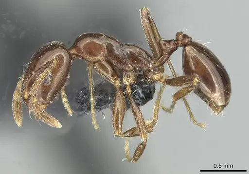 Monomorium grassei specimen