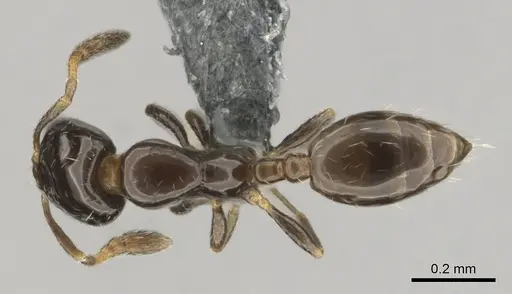 Monomorium guillarmodi specimen