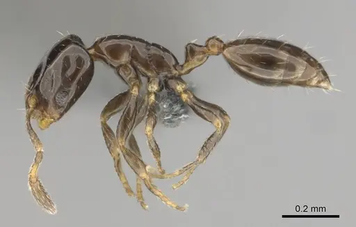 Monomorium guillarmodi specimen