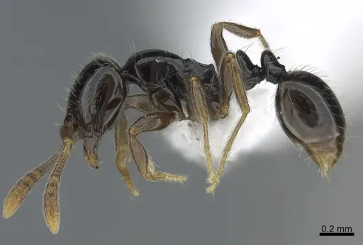 Monomorium guineense specimen