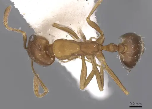 Monomorium hanaqe specimen