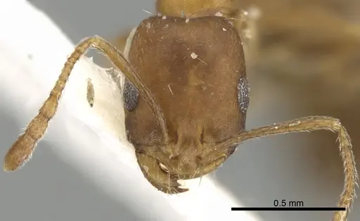 Monomorium hanaqe specimen