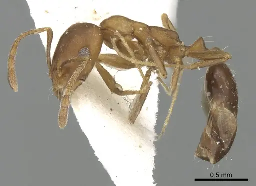 Monomorium hanaqe specimen