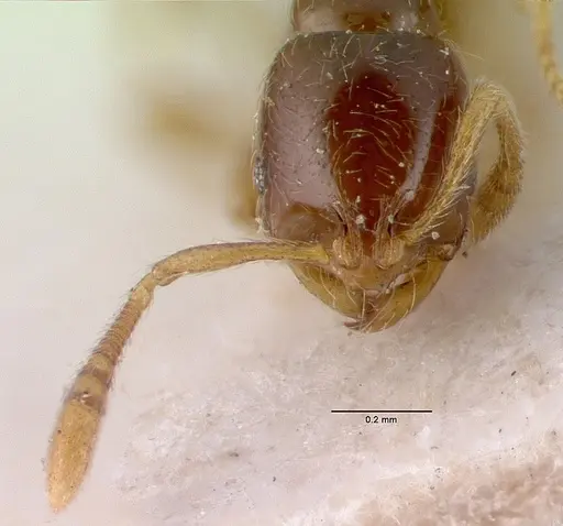 Monomorium hanneli specimen