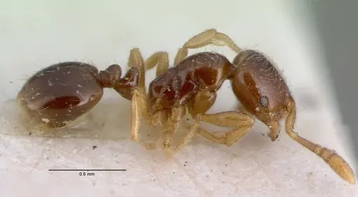 Monomorium hanneli specimen