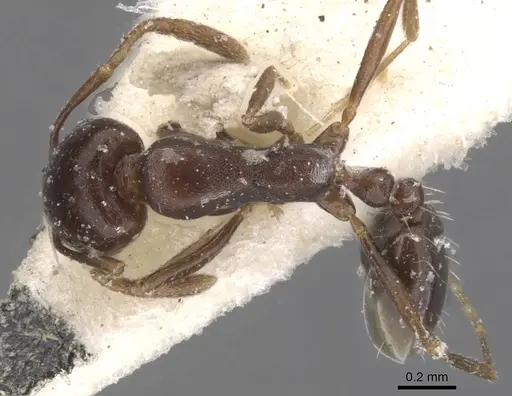 Monomorium harithe specimen