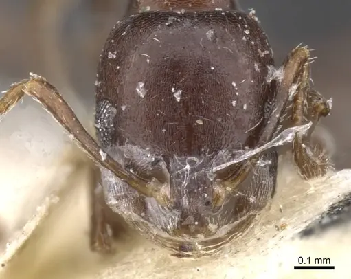 Monomorium harithe specimen