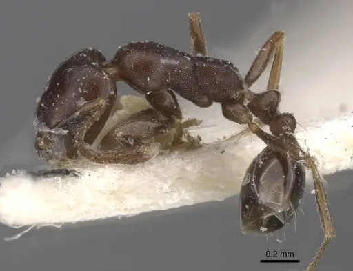 Monomorium harithe specimen