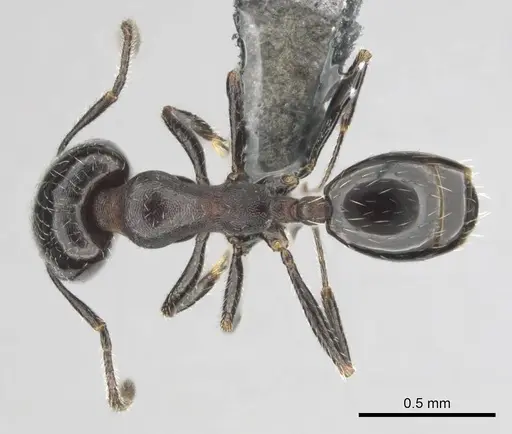 Monomorium havilandi specimen