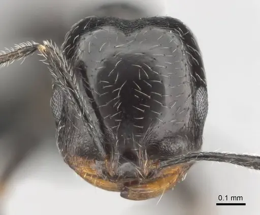 Monomorium havilandi specimen