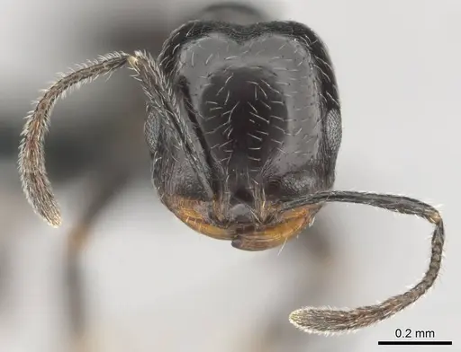 Monomorium havilandi specimen