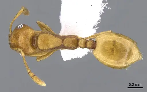 Monomorium heggyi specimen