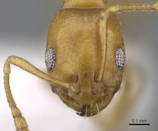 Monomorium heggyi specimen