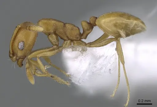 Monomorium heggyi specimen