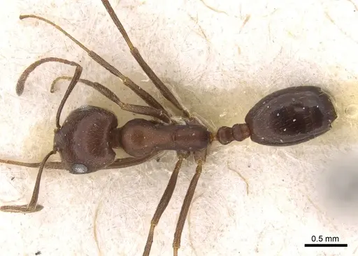 Monomorium hercules specimen
