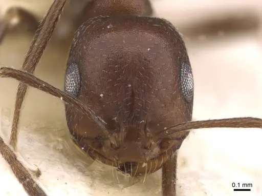 Monomorium hercules specimen