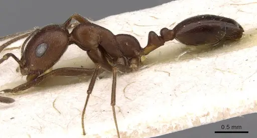 Monomorium hercules specimen
