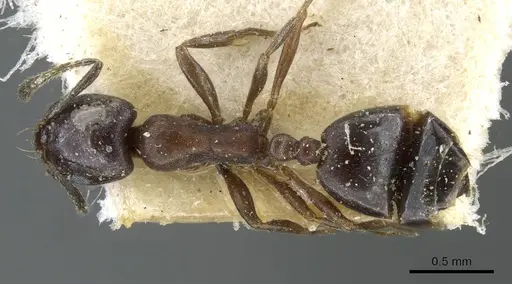 Monomorium herero specimen