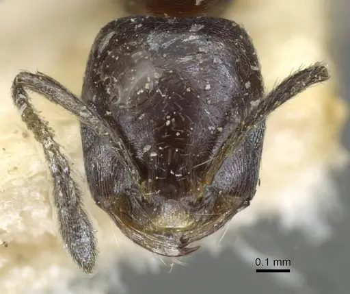 Monomorium herero specimen