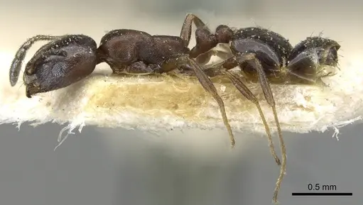 Monomorium herero specimen
