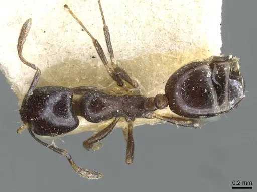 Monomorium herero - CASENT0101606