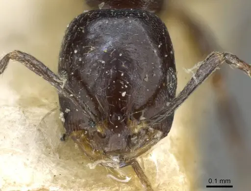 Monomorium herero - CASENT0101606