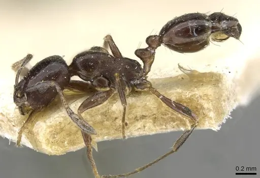 Monomorium herero - CASENT0101606