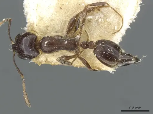 Monomorium herero - CASENT0101654