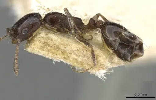 Monomorium herero - CASENT0101654