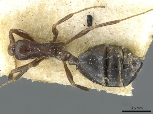 Monomorium herero - CASENT0101681