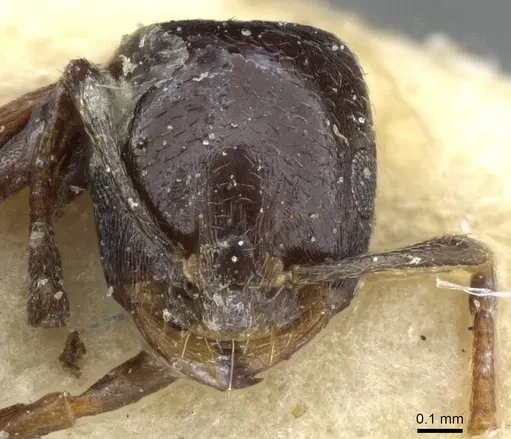 Monomorium herero - CASENT0101681