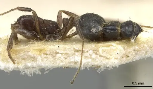 Monomorium herero - CASENT0101681