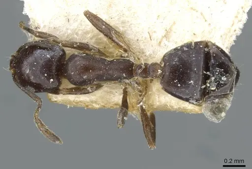 Monomorium herero - CASENT0101739