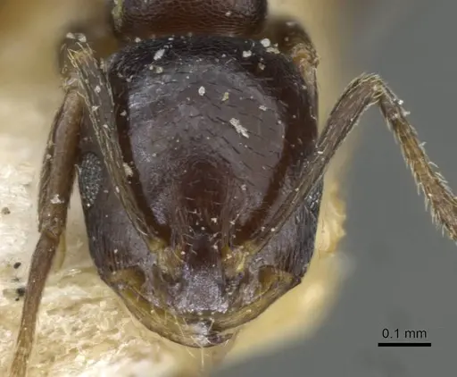 Monomorium herero - CASENT0101739