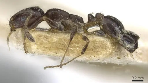 Monomorium herero - CASENT0101739